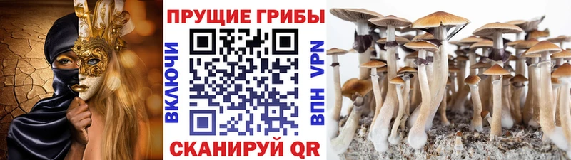 закладки  гидра ссылка  Галлюциногенные грибы прущие грибы  Волхов 